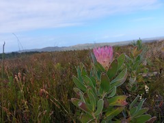 Protea compacta