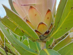 Protea compacta