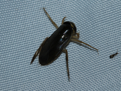 Corixini