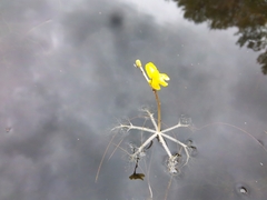 Utricularia radiata