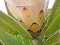 Protea compacta
