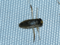 Corixini