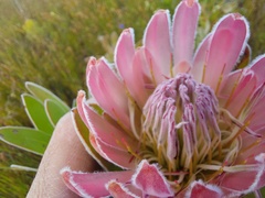 Protea compacta