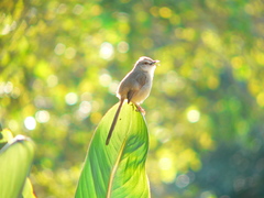Prinia subflava pondoensis