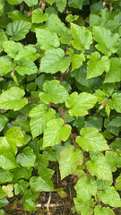 Rubus phoenicolasius