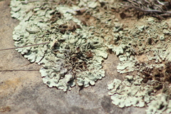 Xanthoparmelia cumberlandia