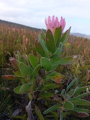 Protea compacta
