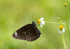 Euploea midamus