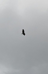 Haliaeetus leucogaster