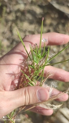 Epilobium adenocaulon
