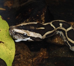 Python bivittatus