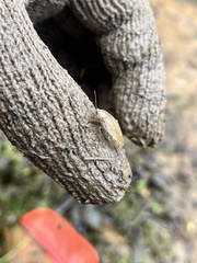 Blattella