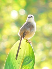 Prinia subflava pondoensis