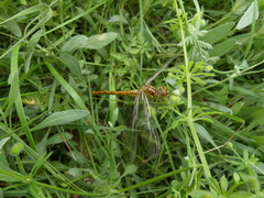 Sympetrum striolatum