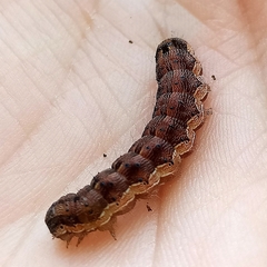 Helicoverpa armigera