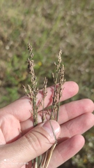 Poa compressa
