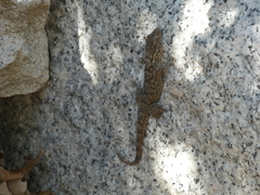 Tarentola mauritanica