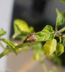Bruchinae