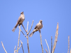 Mimus saturninus