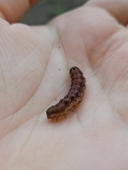 Helicoverpa armigera