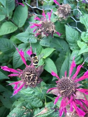 Bombus affinis