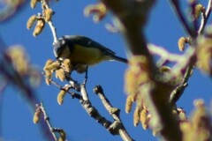 Cyanistes caeruleus