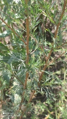 Artemisia marschalliana