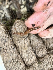 Kottelatlimia pristes