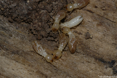 Reticulitermes flavipes