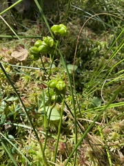 Scheuchzeria palustris