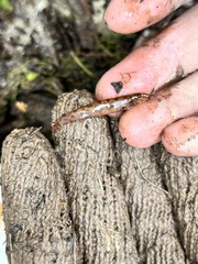 Kottelatlimia pristes