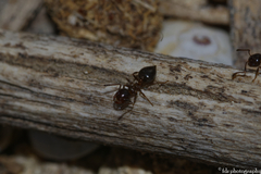 Crematogaster