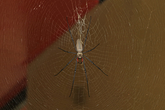 Nephila pilipes