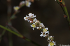 Polygonum equisetiforme