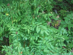 Osmunda spectabilis