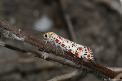 Utetheisa pulchella