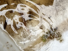 Kottelatlimia pristes