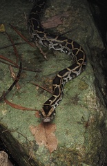 Python bivittatus