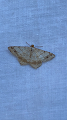 Macaria bisignata