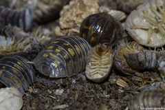Armadillidium granulatum