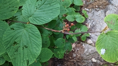 Viburnum lantanoides