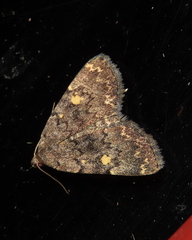 Idia aemula