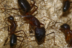 Camponotus barbaricus