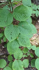 Viburnum lantanoides