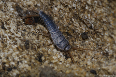 Lepismatidae