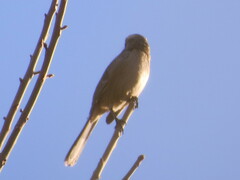 Mimus saturninus