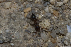 Crematogaster