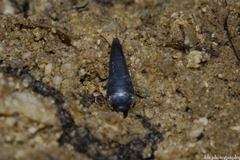 Lepisma