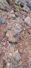 Diplacodes trivialis