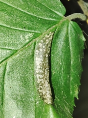 Phyllonorycter tenerella
